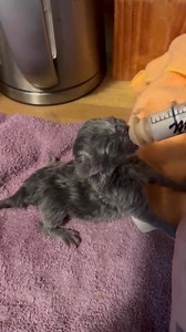 Murillo Mutts Respite Refuge on Reels