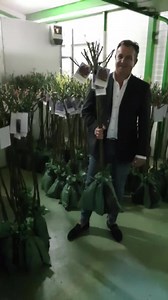 Iubiti florile ? Trandafiri copacel unicat by Jacques Cartier , varsta 3 ani cu 1,3 m la livrare , trandafiri cataratori si tufă , se planteaza in Septembrie si infloresc Garantat in primavara . Bulbi de lalele 1leu = 1 Bulb 🌷 Comandati Non-Stop pe www.bulbiromania.ro sau ☎️ 0721 362 211 George Bunda . Livram in toata tara in 48 ore #gradina #trandafiri #georgebunda Va rugam distribuiti , nu va costa nimic :) . . . | George Bunda - Lifestyle