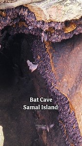 3K views · 65 reactions | Pinakadaghan nga Paniki sa Kalibutan  Bat Cave, Samal Island, Davao Del Norte #batcave #SamalIslandDavao #spmotovlog | SPMotoVlog | Facebook