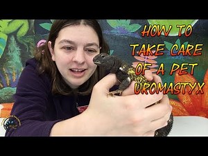 How to Take Care of A Pet Uromastyx!