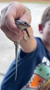 Catching a HUGE Skink 😳🦎