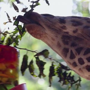 67K views · 10K reactions | The ultimate guide for the best sweet 16 party -- ✔️Nail the big entrance. ✔️Get teen-approved food. ✔️Capture the memories. Happy 16th Birthday to the one and only Tebogo! Help us give this gorgeous guy some birthday love!漣 | Dallas Zoo | Facebook