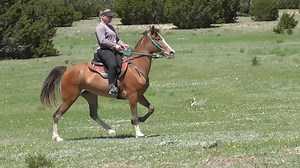 1.4K views · 19 reactions | Layla has the most amazing rack and she is so smooth! MUST SEE! | TXMFT.com | Facebook