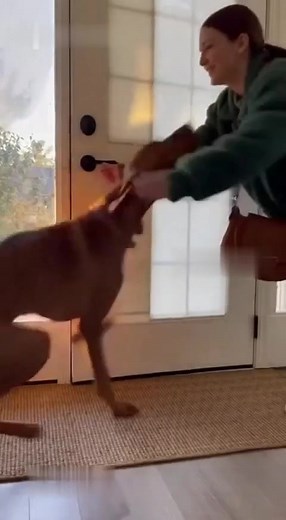 The love between a dog and its owner is beyond any price. #dog #vizsla #hungarianvizsla | I Love My Vizsla