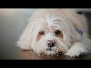 Shark AI VACMOP Robot Vacuum and Mop with Accessories on QVC