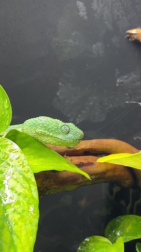My adult female West African bush viper coming out for a drink after a light “rain” | Nathan Jordan Photography