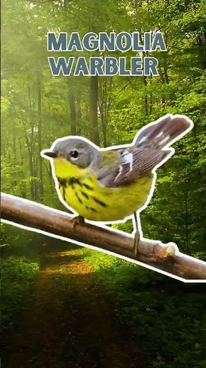 Magnolia Warbler - Pure Nature Sounds!