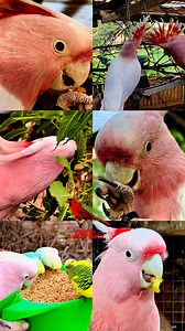 Major Mitchel Cockatoo | Pink Cockatoo | Aviary Birds Parrots #birds #bird | Tropical Aviary Birds - Torben Dehlholm