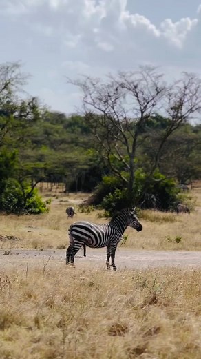 Zebra mating cycles: heat patterns and seasonal breeding