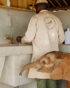 124K views · 3.6K reactions | Impatient baby elephant wants his milk  Sheldrick Wildlife Trust | Furry Tails | Facebook