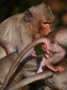 Gorgeous mini baby monkey get milk