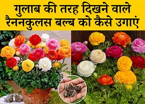 13K views · 287 reactions | गुलाब की तरह दिखने वाले रैननकुलस बल्ब को कैसे उगाएं | Terrace & Gardening | Facebook