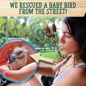 13K views · 683 reactions | We Found A Little Mockingbird In Need Of Our Help | Blake's Exotic Animal Ranch | Facebook