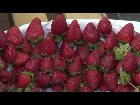 Alimentos afrodisiacos