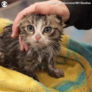 4.4K views | KITTEN RESCUE: This kitten was pulled to safety after he got stuck in a pipe outside a home in Michigan. | CBS Newspath | Facebook