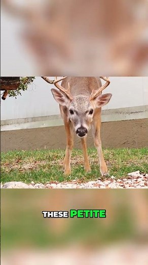 Key Deer Boulevard: A Fascinating Encounter with Florida Key Deer