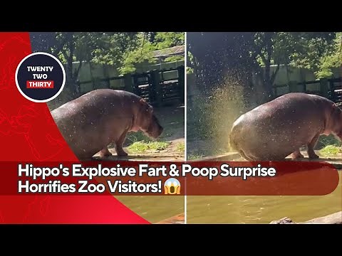Hippo's Explosive Fart & Poop Surprise Horrifies Zoo Visitors! 😱 | Caught on Camera at Surabaya Zoo