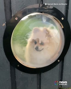 She can officially begin her guard dog duties now! 😆 | News.com.au