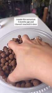 12K views · 106 reactions | comment INFO for details & links ....terrarium • indoor plant care • houseplant tips and tricks • indoor jungle • humidity | theplantymillennial | Facebook