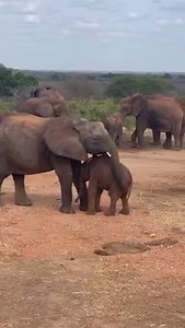 Little tyke Kofi is a self-assured chap who doesn’t seem daunted by anything – just like his mum, Kilabasi! She was rescued as a lonely calf on death’s door back in 2011, at the height of the poaching crisis. Wracked with grief, it took a while for Kilabasi to settle but when she did, she emerged as a no-nonsense character who took everything in her stride. Qualities it seems she has passed onto her cherub of a son, Kofi. Unlike his mother’s traumatic start to life, his little life is filled wit