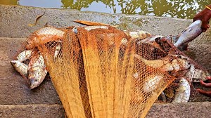 World Class Fish Catching Result || Kolkata Fishing | Kolkata Fishing