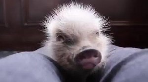 48K views · 2.6K reactions | Egbert | AZ Micro Mini Pigs | Facebook
