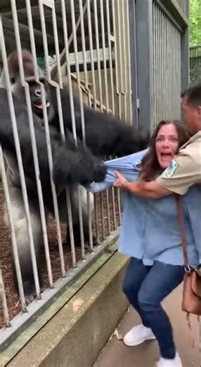 Terrifying Zoo Incident | Angry Gorilla Grabs Woman Near Enclosure (Realistic Handheld Footage)