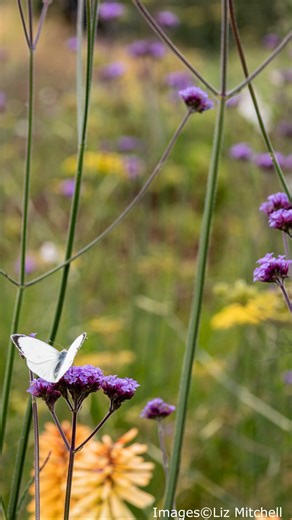 🎥Abbeywood Gardens, Cheshire Here you'll find approx 4½ acres of gardens surrounding large Edwardian house including mature woodland, new woodland and new arboretum all with connecting pathways; Vegetable garden, exotic garden, chapel garden, pool garden, woodland garden and a lawned area with beds. Open for the National Garden Scheme on Sunday 28th September👇️ https://findagarden.ngs.org.uk/garden/22430/abbeywood-gardens #gardensopenforcharity #gardensaregoodforyou #gardeninspiration #gardenv