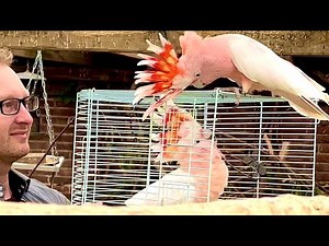 My Parrot Escaped! 3 Days Lost in the Wild | Major Mitchell Cockatoo Returns Home