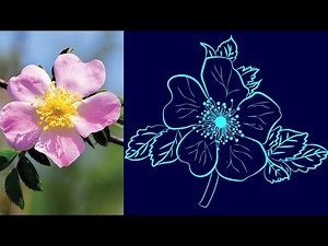 Flower Line art Drawing by Illustrator | Rosa Blanda VECTOR | MRS3Star