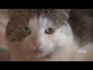 'Working Cat Program' Saving Hard To Place Cats