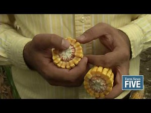 FN5: Will late-planted corn reach maturity?