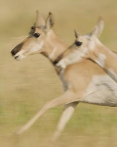 1.3K views · 36 reactions | Pronghorn antelope are the fastest land animal in North America! They’re capable of sprinting up to 60mph and globally, they’re only second to the cheetah. Most pronghorns in Jackson Hole reside in Grand Teton National Park, with a population fluctuating between 300-400. Pronghorn prefer to call open grasslands home. Their speed and exceptional eyesight provide safety from predators. | Jackson Hole Mountain Resort | Facebook