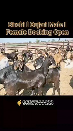 Sirohi l Gujari Male / Female Goats l 🤙9527544433 #Sirohigoats #Gujarigoats #goatfarming #goatlover #goats #reelFb #reelsviralfb #reels #excelagroservices #excelgenetics | Excel Agro services