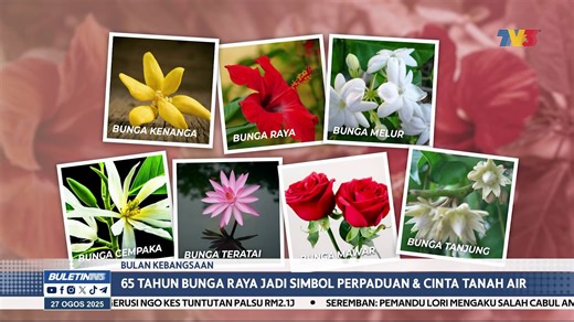2.4K views · 40 reactions | Bunga Raya atau nama saintifiknya Hibiscus Rosasinensis dipilih sejak 65 tahun lalu sebagai Bunga Kebangsaan. Sempena Bulan Kebangsaan, wartawan Nini Shahira Anuar menyingkap detik bagaimana akhirnya Bunga Raya terpilih. | Buletin TV3 | Facebook