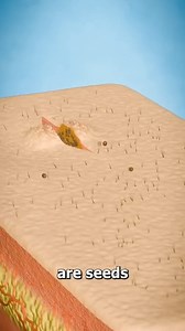 #quizzes#triviachallenge #nursingschool #medicalschool#Viralvideoreels #anatomy #challengeyourself #knowledge | Medical media