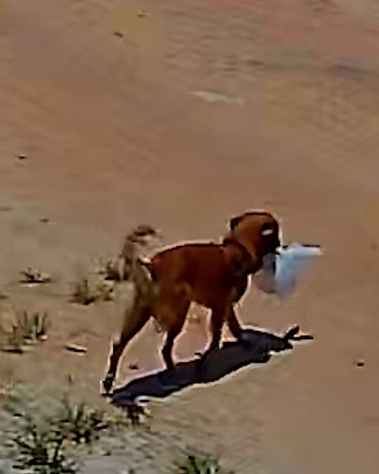 60K views · 139 reactions | Delivery driver confused by disappearing food | FOODbible | Facebook