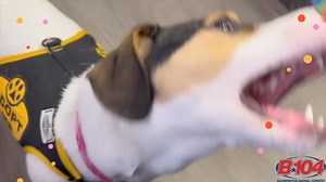 13 reactions | Meet Marge from Humane Society of Central Illinois!...