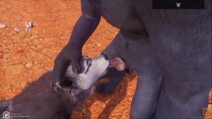 Alpha Wolf eating hot female Wolf in wild life