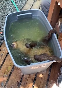 Have you ever seen a sloth take a bath? Its pretty adorable! Sloths in the wild are found with the growth of algae and fungi give the sloth's fur a green tinge, allowing them to blend into the rainforest canopy. If you would like to read more about our story, and ways you can become involved with our organization please click here: poplme.co/bwm If you would like to listen to our story on spotify, please click here: https://open.spotify.com/show/2GcO91ykFvRhITs33mlw0E?mibextid=Zxz2cZ Thank you f