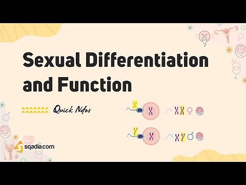 Sexual Differentiation and Function | Human Endocrine System Physiology