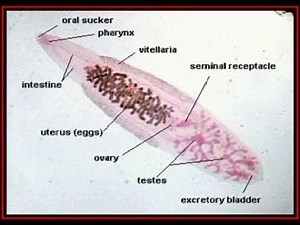 Clonorchis sinensis Causing Clonorchiasis ; Symptoms, Life Cycle, Symptoms, Prevention, Treatment