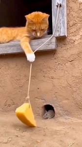 323K views · 2.6K reactions | Tom and Jerry  #funnymoments #catslife #catlovers #cat #meow #orangecat | Francis T Gaston | Facebook