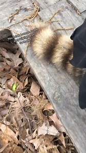 Batcoon #raccoon #trashpanda #mapache #animalstok #petslover #petstiktok #animal #pet #foru | Fxus sil