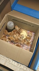 7.8K views · 193 reactions | Heto ang DIY Brooder Box Namin Pinalitan na namin yung luma dahil may butas na sa baba.Thank you sa nagbigay ng box☺️❤️ #diybrooderbox #brooderbox #mimilovechyandchi #NuevaVizcaya #heritagechickens | Mimi Love | Facebook