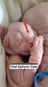 87K views · 2.6K reactions | Viral Sphynx Cats | Steve Weatherford | Facebook