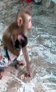 Hair Red Monkey_s maternal instinct is aroused when meets baby monkeys | A Bi Monkey