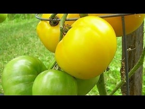 PLANTING LEMON BOY TOMATOES 🍅🍅