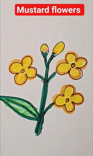 How to draw mustard flowers?