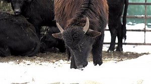 Water Buffalo Calf Tastes Snow Latin Stock Footage Video (100% Royalty-free) 1063430572 | Shutterstock